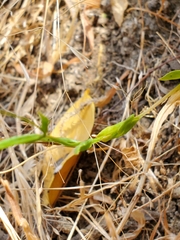 Centaurium cachanlahuen
