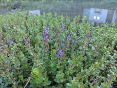 Rotala rotundifolia