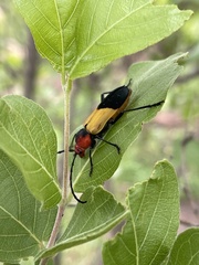 Purpuricenus laetus