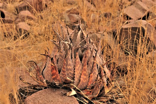 Aloe hereroensis image