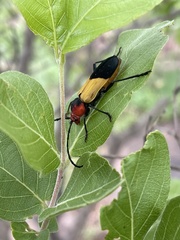 Purpuricenus laetus