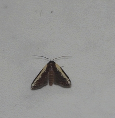 Lophoptera