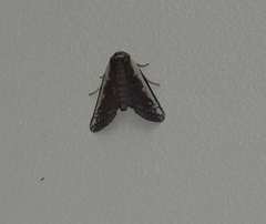 Lophoptera