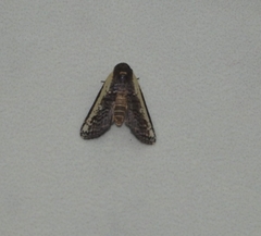 Lophoptera