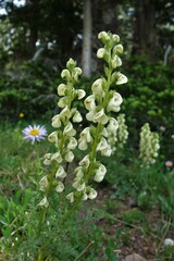 Pedicularis contorta