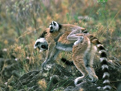 Lemur catta