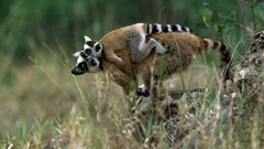 Lemur catta