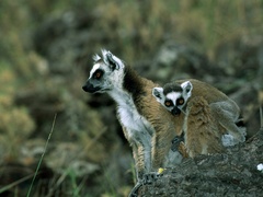 Lemur catta