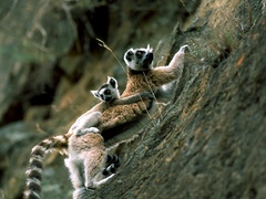 Lemur catta