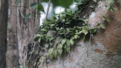 Hoya