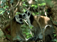 Lemur catta