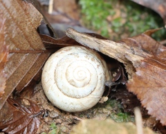 Fruticicola fruticum