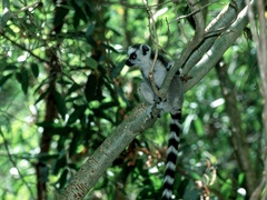 Lemur catta