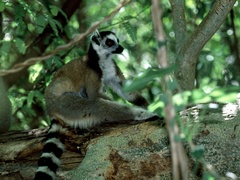 Lemur catta