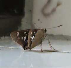 Torbenlarsenia gemella