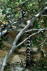 Lemur catta