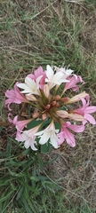 Ammocharis longifolia