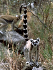 Lemur catta