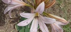 Ammocharis longifolia