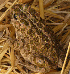 Bufotes boulengeri