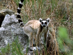 Lemur catta