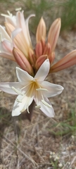 Ammocharis longifolia