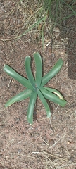 Ammocharis longifolia