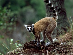 Lemur catta
