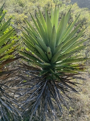 Agave karwinskii