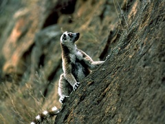 Lemur catta