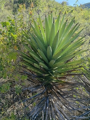 Agave karwinskii