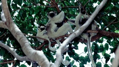 Propithecus verreauxi