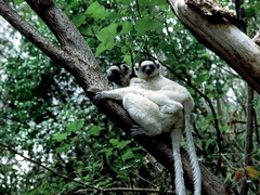 Propithecus verreauxi