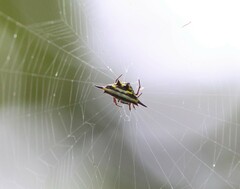 Gasteracantha