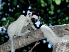 Propithecus verreauxi