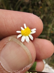 Perityle microglossa