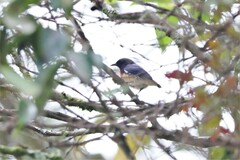 Dicaeum sanguinolentum