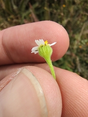 Perityle microglossa