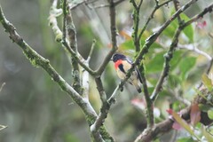 Dicaeum sanguinolentum