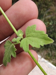 Perityle microglossa