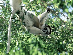 Propithecus verreauxi