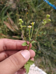 Perityle microglossa