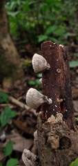 Auricularia nigricans
