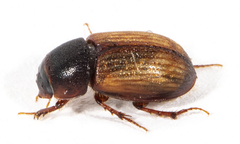Aphodiini