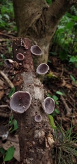 Auricularia nigricans