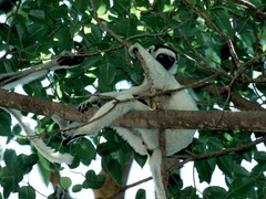 Propithecus verreauxi