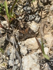 Melipotis famelica