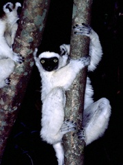 Propithecus verreauxi