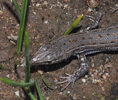 Psammodromus edwarsianus