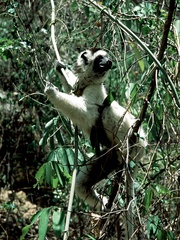 Propithecus verreauxi